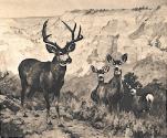From New York Zoological Society catalogue