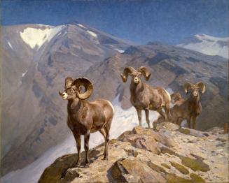 Courtesy of the Buffalo Bill Center of the West
