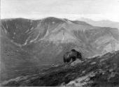 Courtesy of the Library of Congress