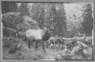 Courtesy of the Library of Congress