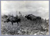 Courtesy of the Library of Congress