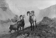 Courtesy of the Library of Congress