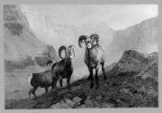 Courtesy of the Library of Congress