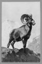 Courtesy of the Library of Congress