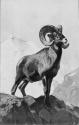 Courtesy of the Library of Congress