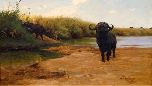 Water Buffalo