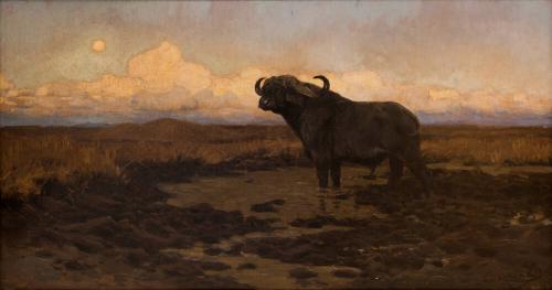 African Cape Buffalo