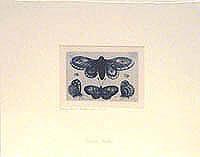 A Moth, Three Butterflies, and Two Beetles