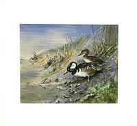 Hooded Merganser