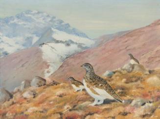 Ptarmigans