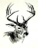 Study of Whitetail Buck