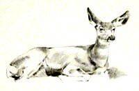 Mule Deer Doe Sketch