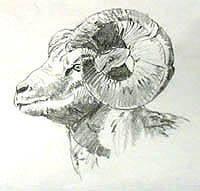 Big Horn Sheep Head