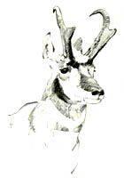 Pronghorn Antelope Sketch