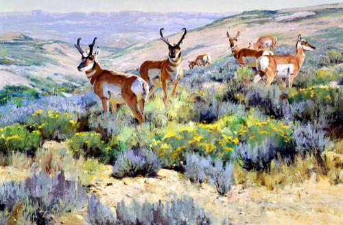 Spring Antelope