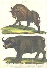 The American Bison and The Cape Buffalo