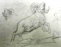 Big Horn Sheep Sketch