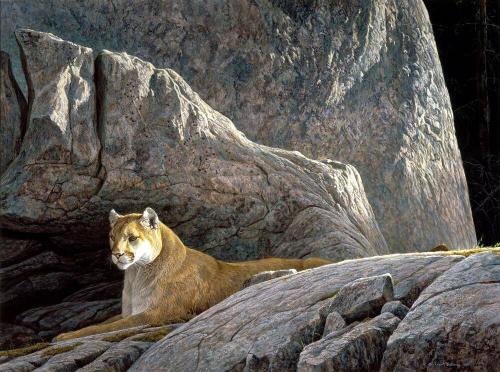 Rocky Wilderness Cougar