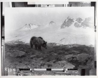 Rungius Studio Photograph, Courtesy Glenbow