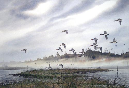 Morning Mist - Canvasbacks & Redhead