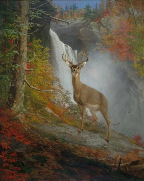 Majestic Stag