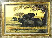 Cape Buffalo (Bachelor Bulls Resting)