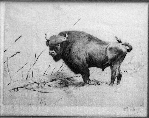 Woodland Bison