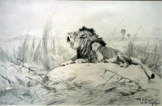 Lion Roaring on Rock