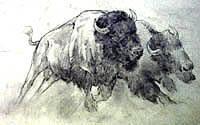 Bison Bulls