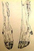 Mule Deer's Leg sketch