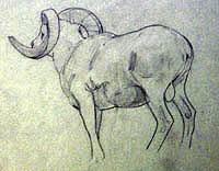 Big Horn Sheep