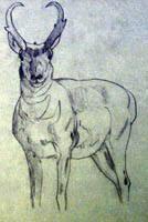 Male Pronghorned Antelope