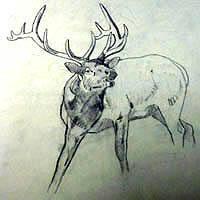 Bull Elk Bugling