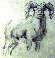 Big Horn Sheep