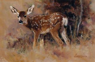 Mule Deer Fawn