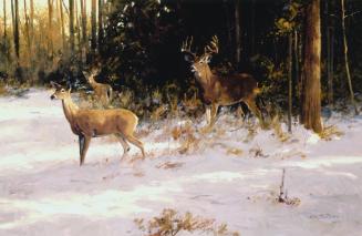 Winter Whitetails