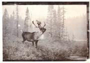 Rungius Studio Photograph, Courtesy Glenbow