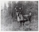Rungius Studio Photograph, Courtesy Glenbow