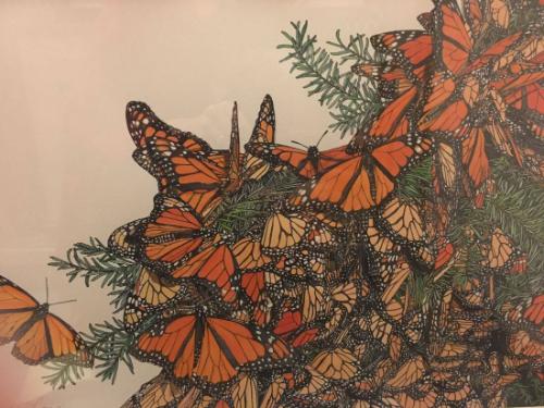Monarch Butterflies