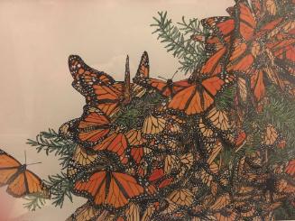 Monarch Butterflies
