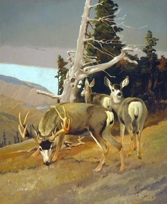 Untitled Mule Deer