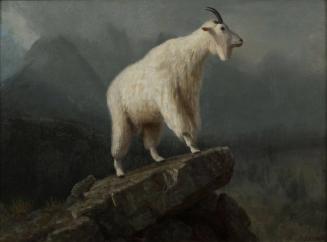 Rocky Mountain Goat