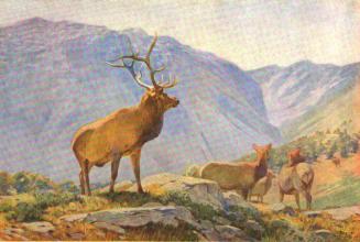 Illustration from "Mammals," Courtesy Hathi Trust