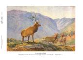 Illustration from "Mammals," Courtesy Hathi Trust.