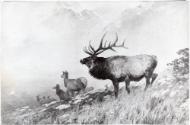Rungius Studio Photograph, Courtesy Glenbow