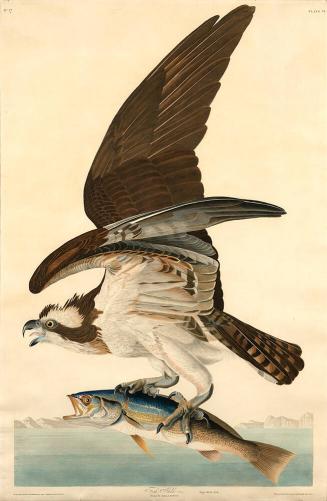 Fish Hawk, or Osprey