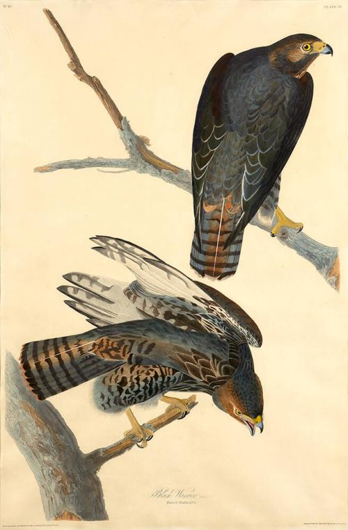 Black Warrior (Harlan's Red Tail Hawk)