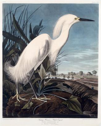 Snowy Heron