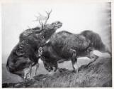 Rungius Studio Photograph #2, Courtesy Glenbow