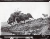 Rungius Studio Photograph #1, Courtesy Glenbow